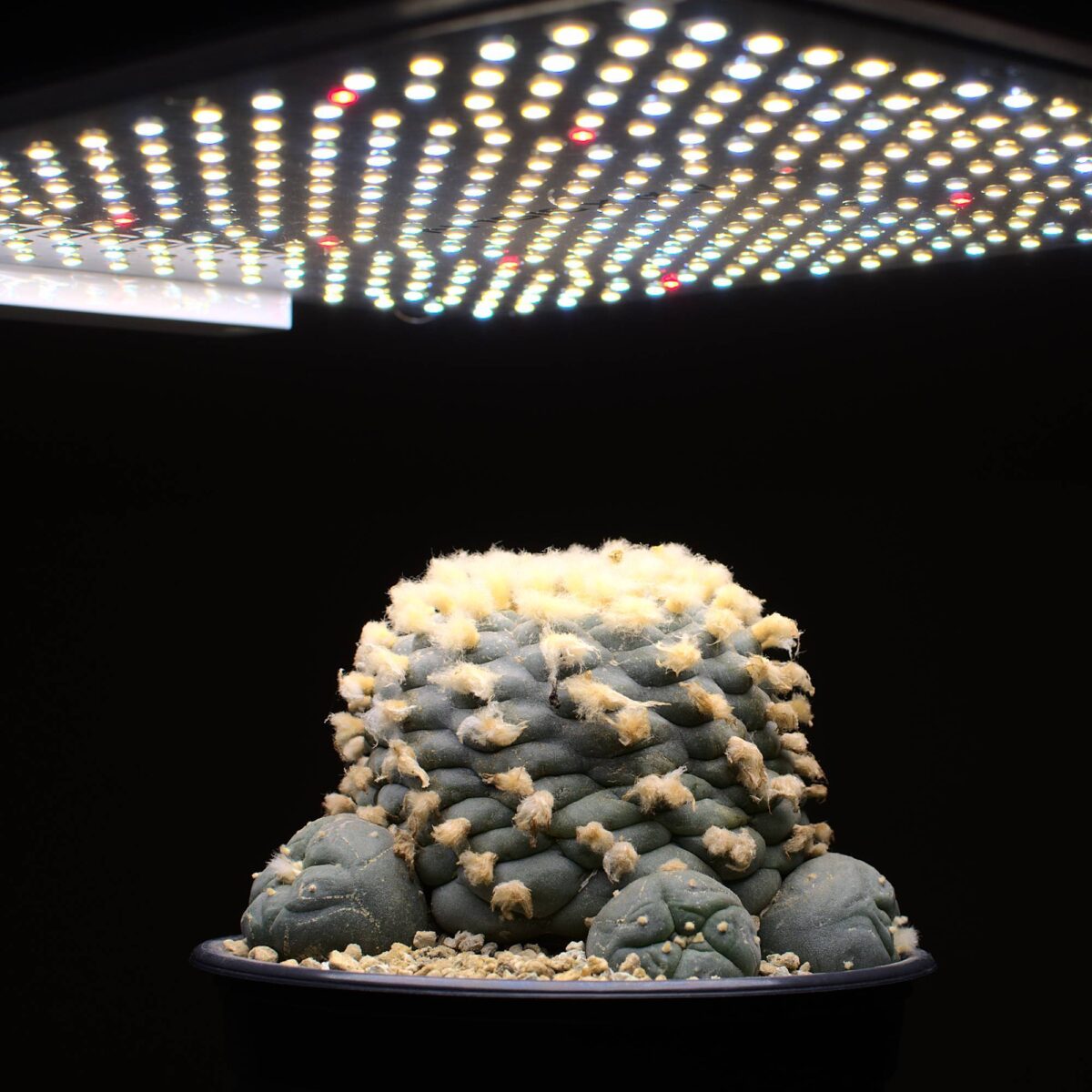 LEDPflanzenlicht PFLANZENLAMPE kaufen FLORIS Vollspektrum Nutzpflanzen