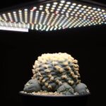 LEDPflanzenlicht PFLANZENLAMPE kaufen FLORIS Vollspektrum Nutzpflanzen