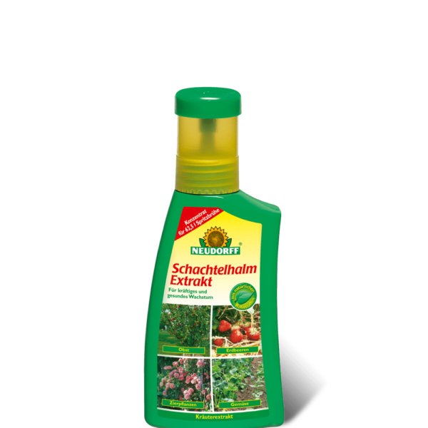 schachtelhalmextrakt