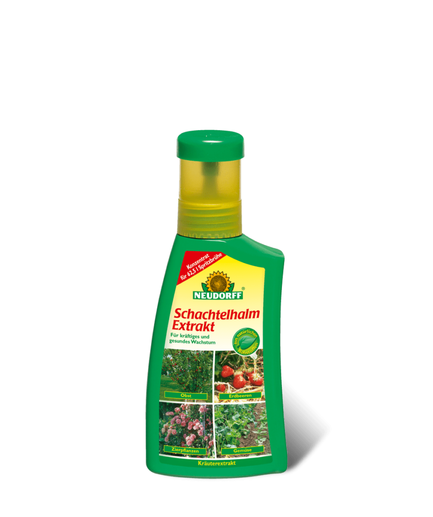 schachtelhalmextrakt