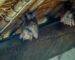Epaulet bat hanging upside down.