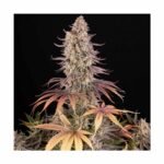 BARNEYS FARM - Sour Strawberry Fem. 3 Stück