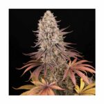 BARNEYS FARM - Sour Strawberry Fem. 3 Stück bestellen