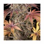 BARNEYS FARM - Sour Strawberry Fem. 3 Stück kaufen