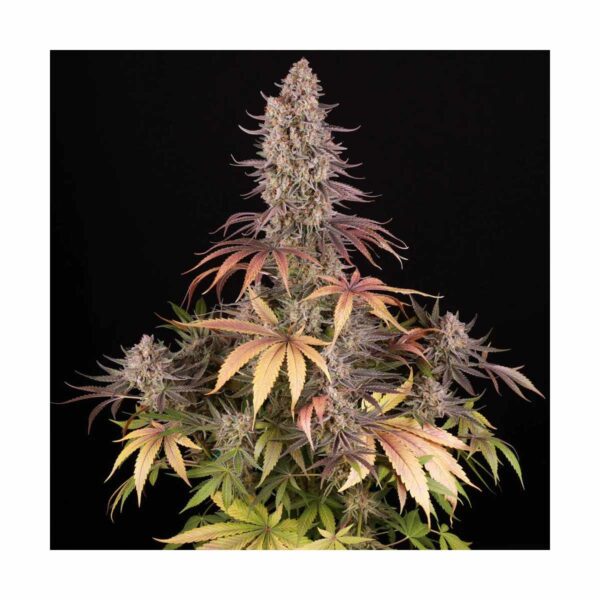 BARNEYS FARM - Sour Strawberry Fem. kaufen online