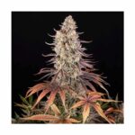 BARNEYS FARM - Sour Strawberry bestellen deutschland online