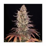 BARNEYS FARM - Sour Strawberry kaufen online