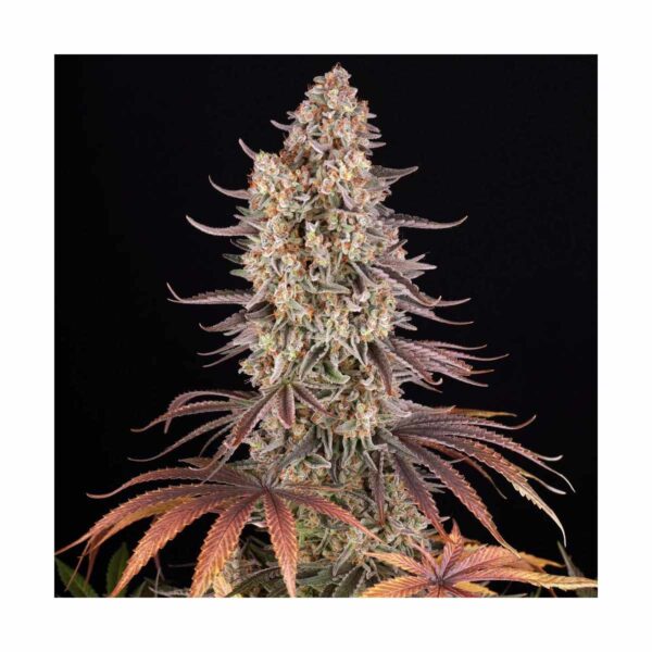 BARNEYS FARM - Sour Strawberry kaufen online