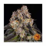 BF Girl Scout Cookies Fem. 3St. deutschland