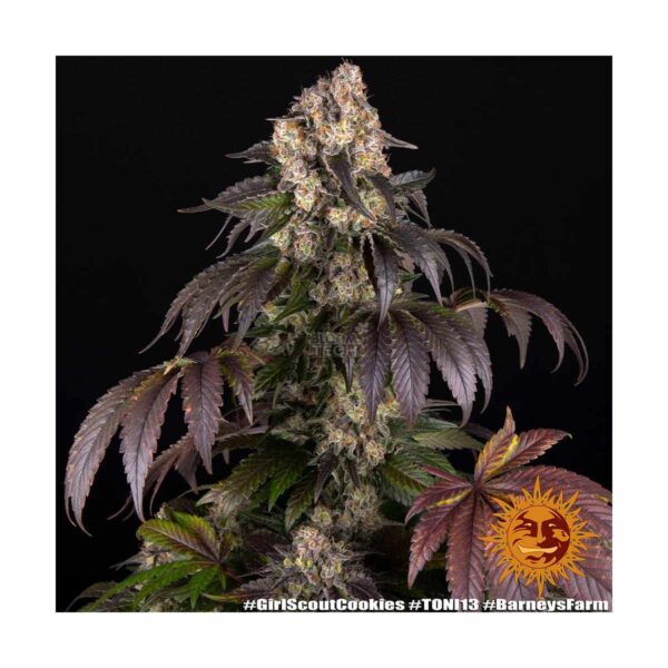 GIRL SCOUT COOKIES STRAIN