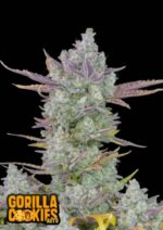 Gorilla Cookies Auto Fast Buds