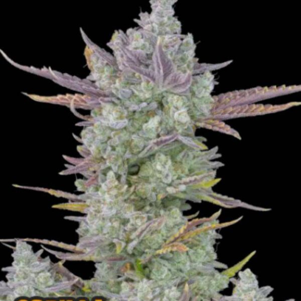 Gorilla Cookies Auto Fast Buds