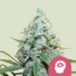 Royal Queen Seeds - AMG - Amnesia Mac Ganja Fem. - RQS 3 Stück