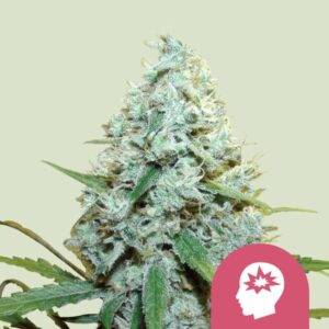 Royal Queen Seeds - AMG - Amnesia Mac Ganja Fem. - RQS 3 Stück