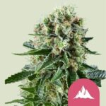 Royal Queen Seeds - Critical Kush Fem. - RQS 10 Stück kaufen