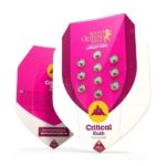 Royal Queen Seeds - Critical Kush Fem. - RQS kaufen