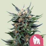 royal-gorilla Royal Queen Seeds - Royal Gorilla - RQS 10 Stück kaufen