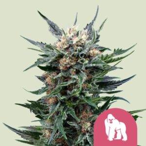 royal-gorilla Royal Queen Seeds - Royal Gorilla - RQS 10 Stück kaufen