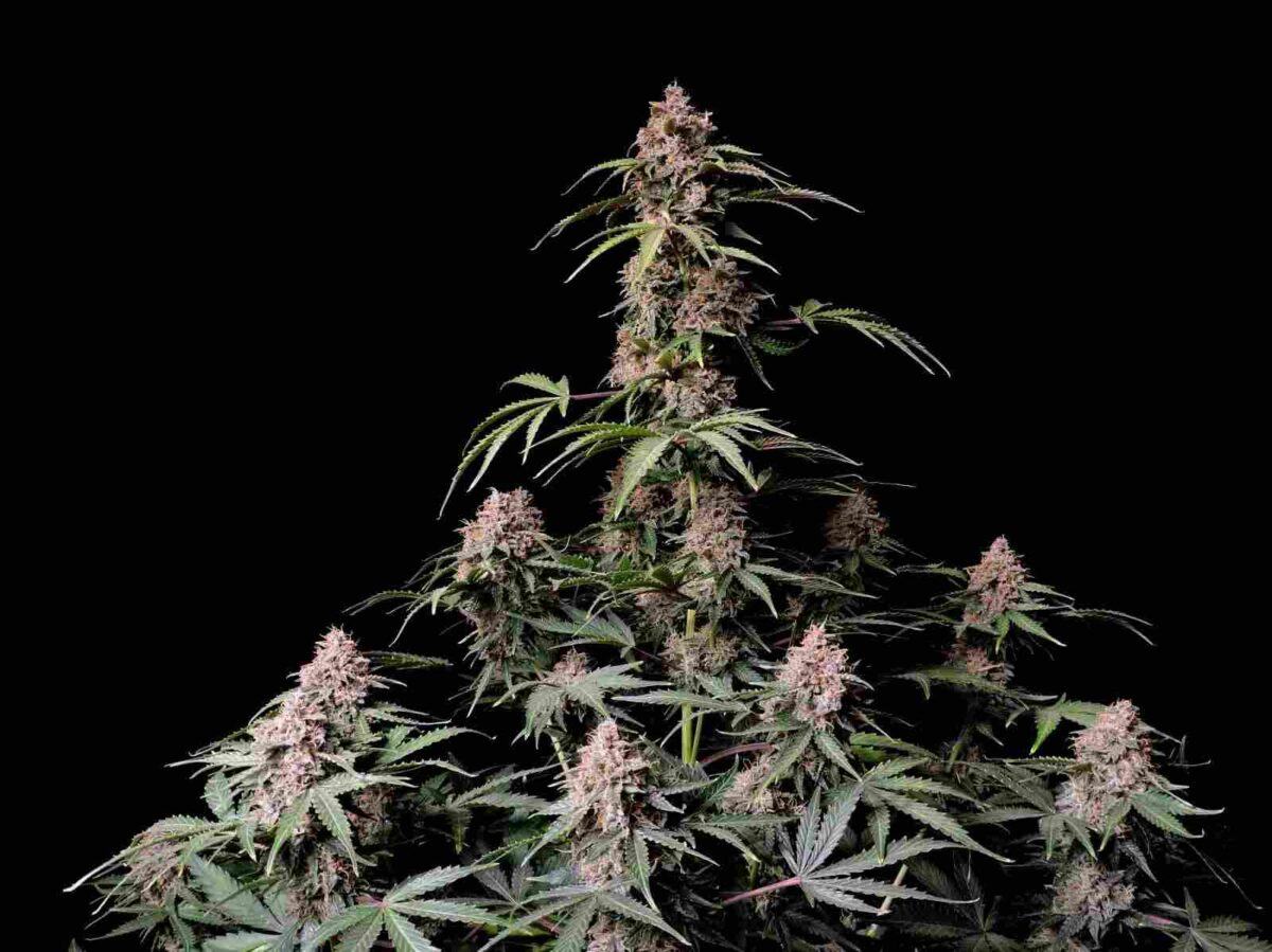 Amnesia Zkittlez Auto - Fast Buds kaufen