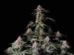 Amnesia Zkittlez Auto - Fast Buds kaufen