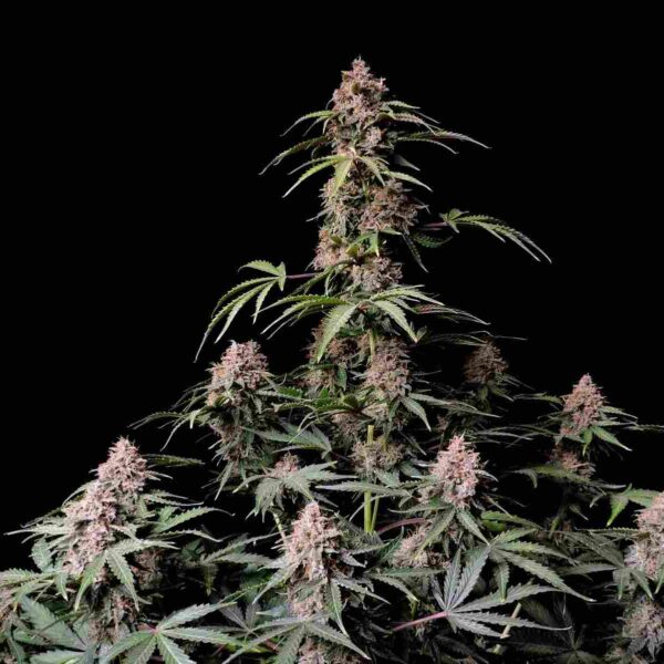 Amnesia Zkittlez Auto - Fast Buds kaufen