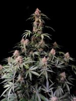 Amnesia Zkittlez Auto - Fast Buds kaufen in deutschland