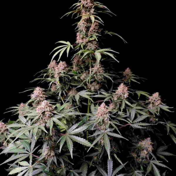 Amnesia Zkittlez Auto - Fast Buds kaufen in deutschland