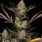 Apple Strudel Auto - Fast Buds kaufen deutschland bestellen