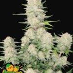 Apricot Auto Fast Buds kaufen deutschland bestellen
