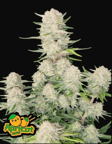 Apricot Auto Fast Buds kaufen deutschland bestellen