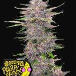 Banana Purple Punch Auto - Fast Buds kaufen bestellen deutschland