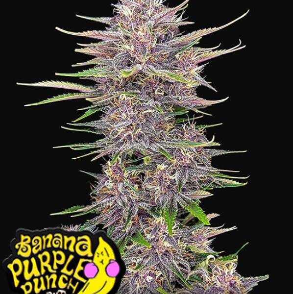 Banana Purple Punch Auto - Fast Buds kaufen bestellen deutschland