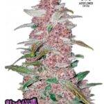 Blackberry Auto - Fast Buds kaufen