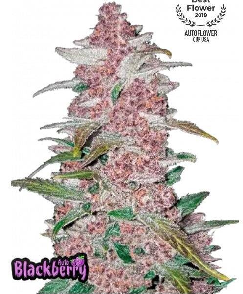 Blackberry Auto - Fast Buds kaufen