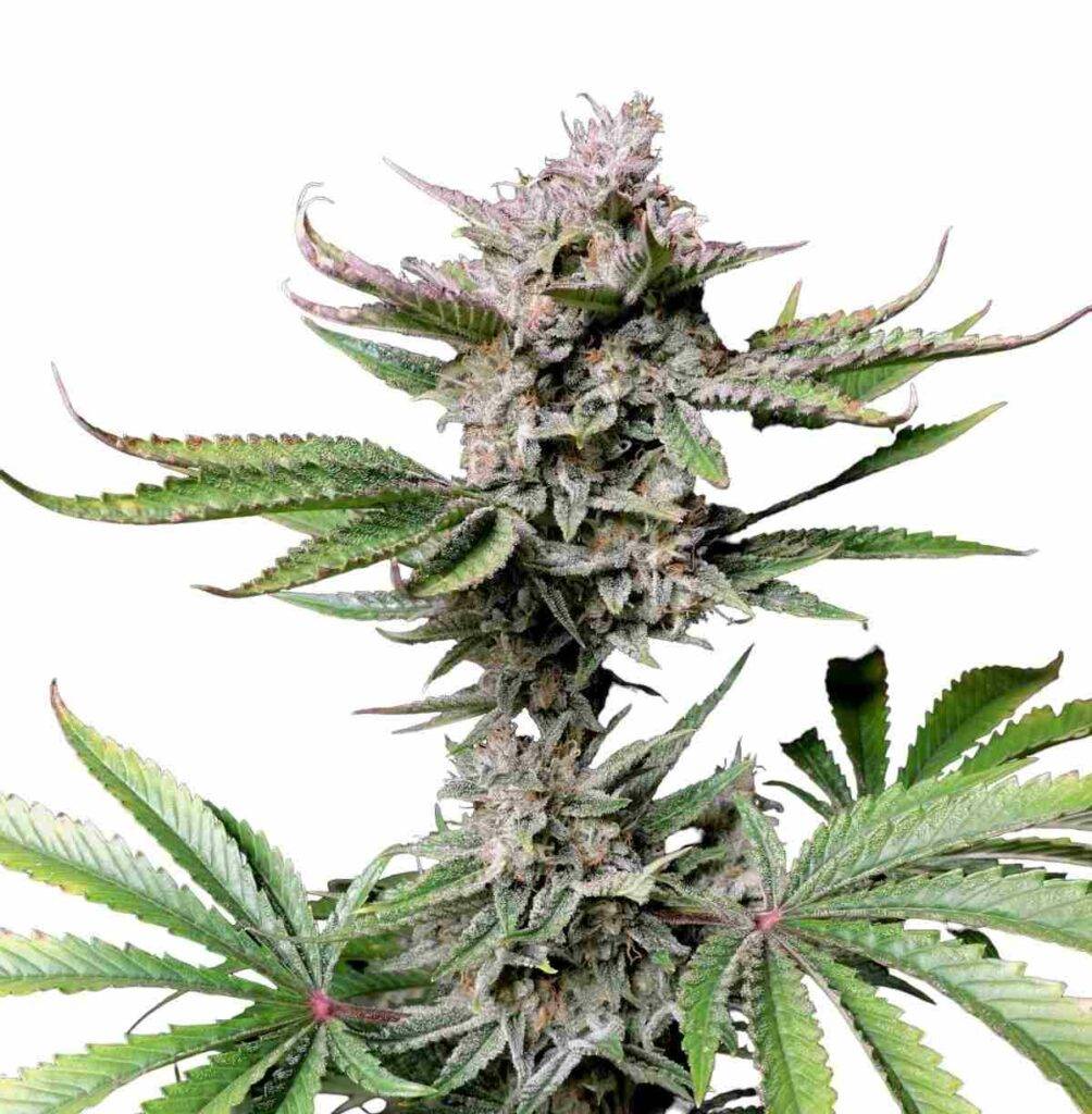 Cherry Cola Auto Fast Buds kaufen bestellen deutschland