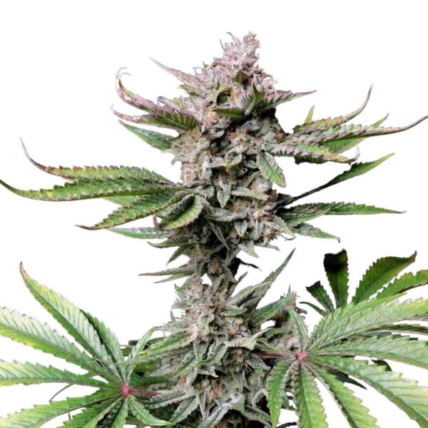 Cherry Cola Auto Fast Buds kaufen bestellen deutschland