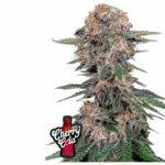 Cherry Cola Auto- Fast Buds kaufen deutschland