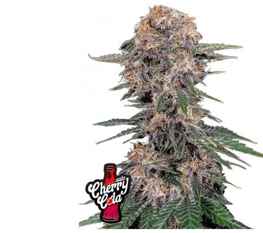 Cherry Cola Auto- Fast Buds kaufen deutschland