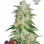 Gelato Auto - Fast Buds bestellen deutschland kaufen