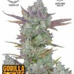 Gorilla Cookies Auto fast buds kaufen deutschland bestellen