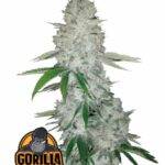 Gorilla Glue Auto - Fast Buds kaufen bestellen deutschland