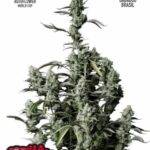 Gorilla Zkittlez Auto - Fast Buds kaufen deutschland bestellen