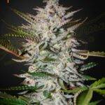 Green House Seed Company - Holy Punch Fem kaufen deutschland