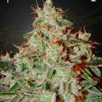 Green House Seed Company - Lemon Skunk (Feminised) Skunk x Citral