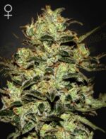 Green House Seed Company - Moby Dick (Feminised) Haze x White Widow