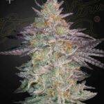 Green House Seed Company - Super Lemon Haze x GMO kaufen deutschland