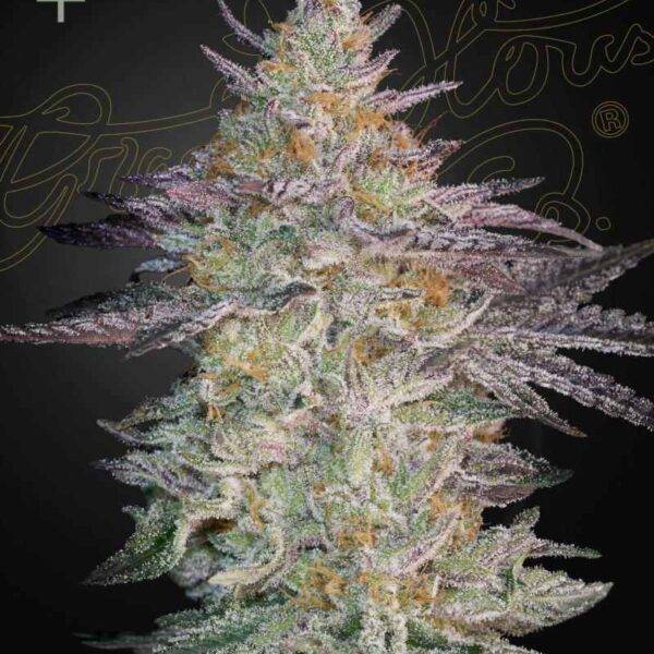 Green House Seed Company - Super Lemon Haze x GMO kaufen deutschland
