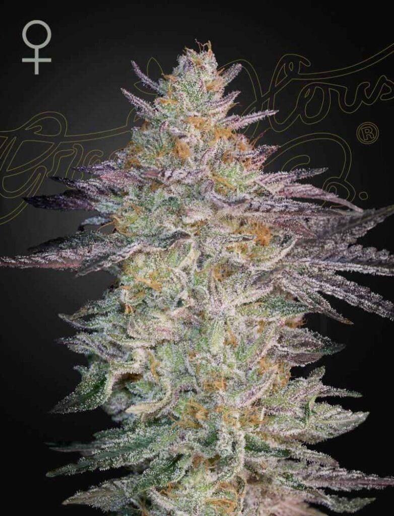 Green House Seed Company - Super Lemon Haze x GMO kaufen deutschland
