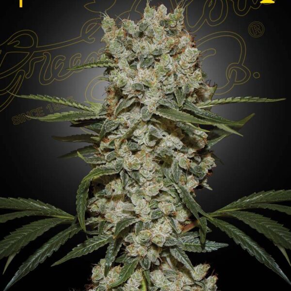 Green House Seed Company - Super Silver Haze kaufen deutschland