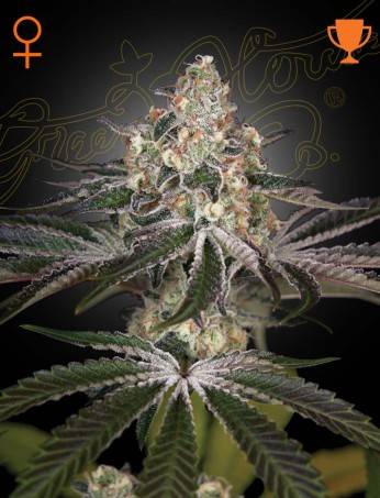 Green House Seed Company - White Widow (Feminised) Brazilian x South Indian kaufen deutschland